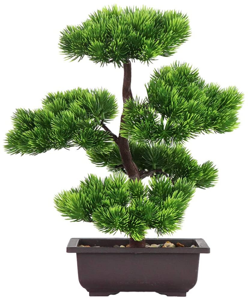 Japońska sosna bonsai do dekor – Japanese Garden Bonsai recenzja i cena