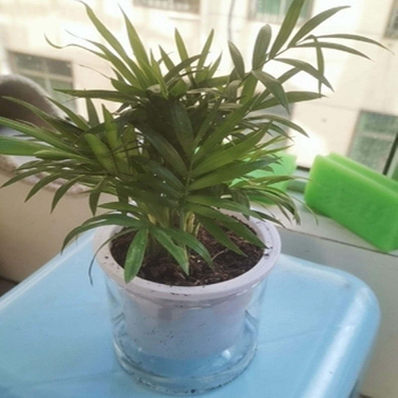 Samonawadniająca się doniczka  – Japanese Garden Bonsai recenzja i cena