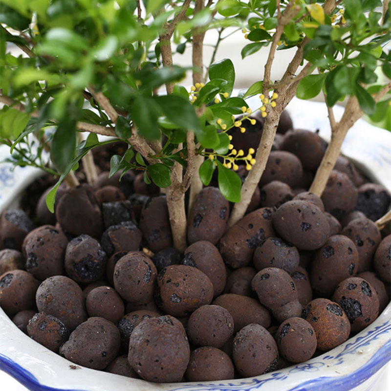 500g organiczne światło cerami – Sphagnum Moss Bag recenzja i cena
