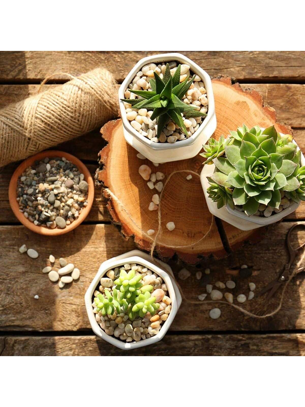 River Rocks Stones Naturalne d – Sphagnum Moss Bag recenzja i cena